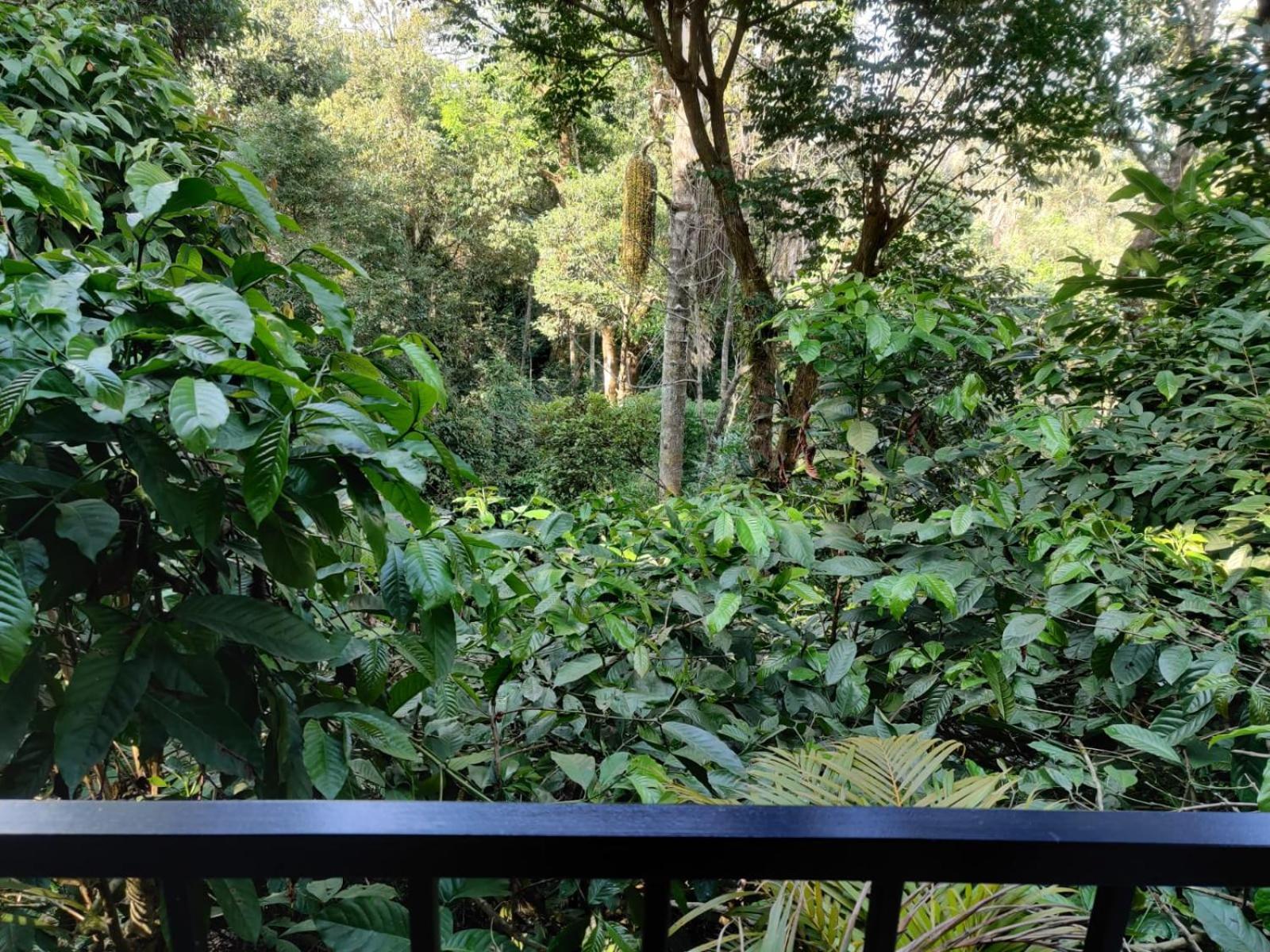 Misty Rain Estate Hotell Madikeri Eksteriør bilde