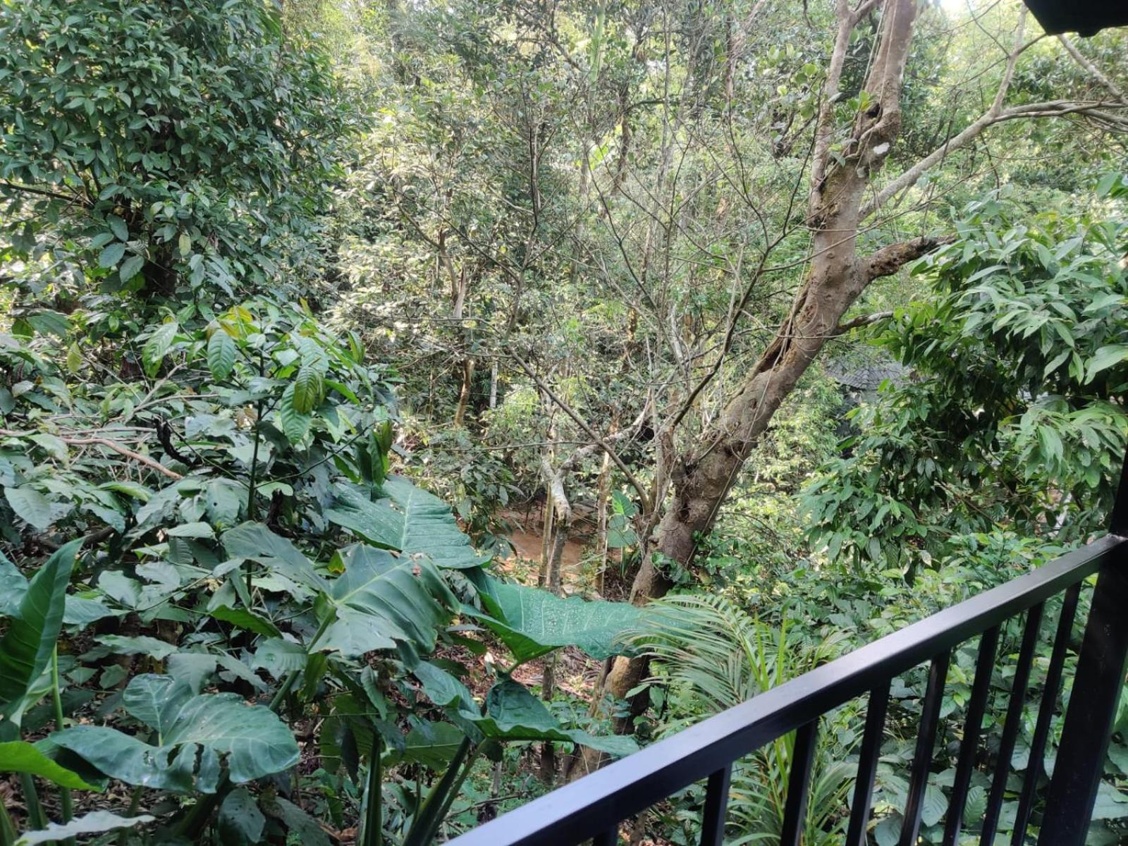 Misty Rain Estate Hotell Madikeri Eksteriør bilde